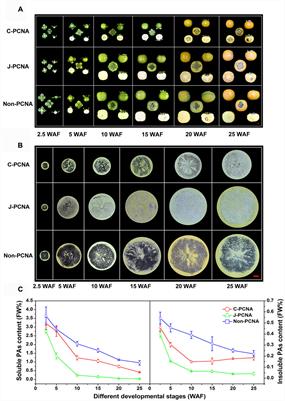 DkPK Genes Promote Natural Deastringency in C-PCNA Persimmon by Up-regulating DkPDC and DkADH Expression